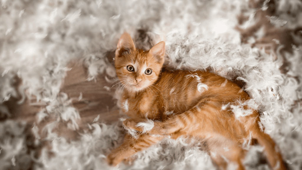 Havahart Cat Trap Animal Trap - household items - by owner - housewares  sale - craigslist