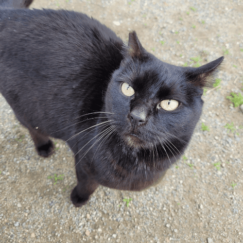 The Best Bait for Feral Cats (Humane Only!) – The Barn Cat Lady