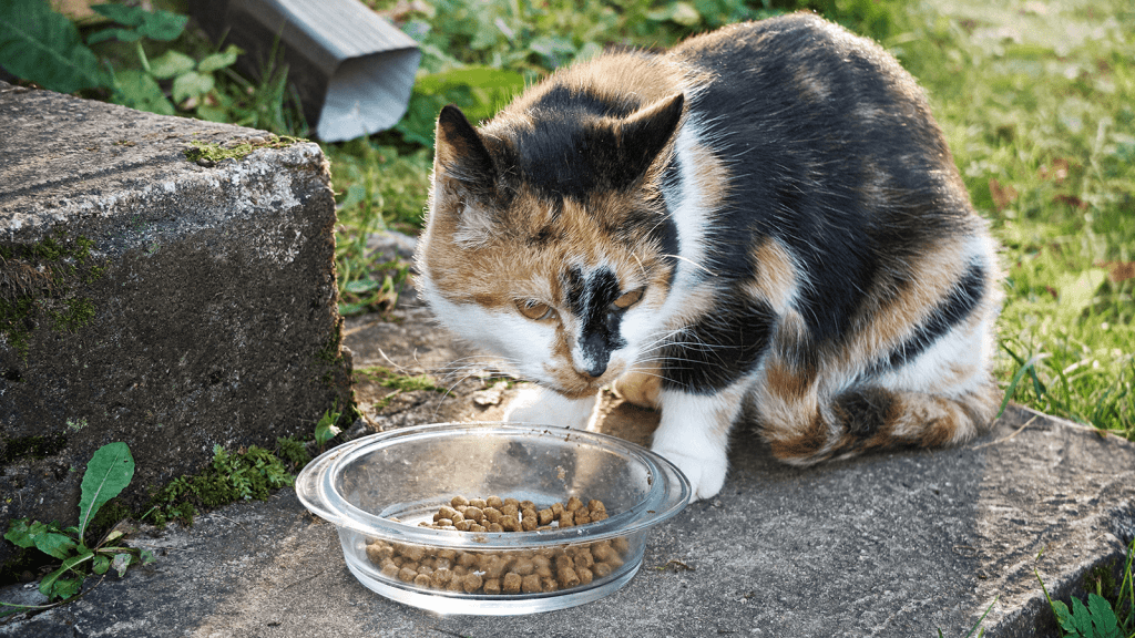The Best Feral Cat Trap + Other Options! – The Barn Cat Lady