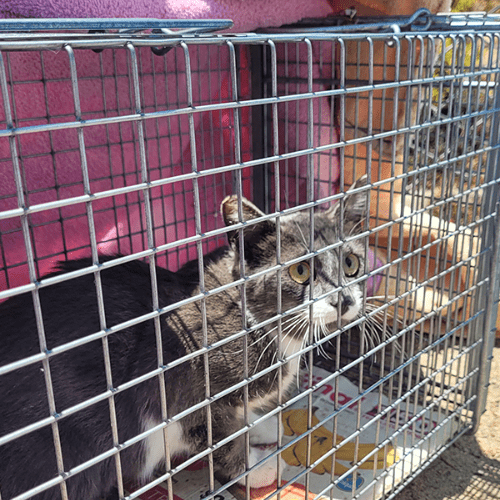 Havahart Feral Cat Trap Rescue Kit