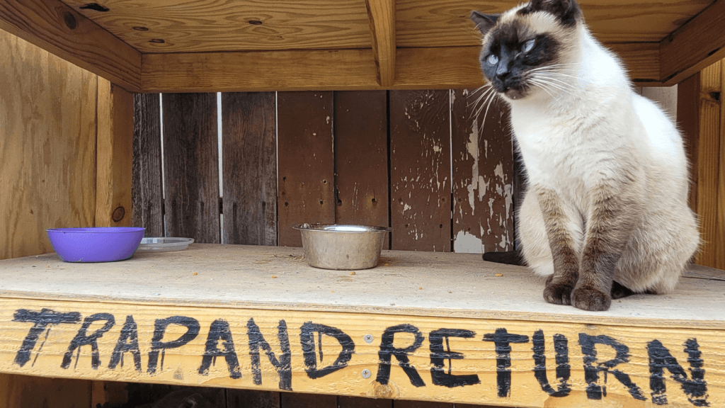 The Best Bait for Feral Cats (Humane Only!) – The Barn Cat Lady